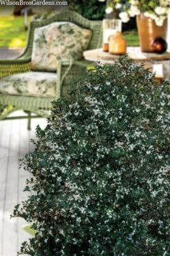 Party Princess 'Kaori Hime' Fragrant Tea Olive - 1 Gallon Pot -Green Haven Sales osmanthus heterophyllus kaori hime party princess tea olive 15