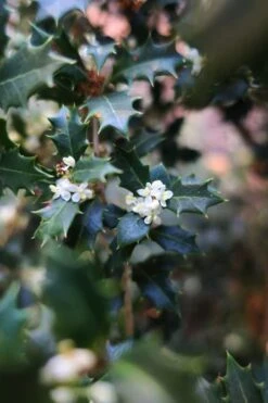 Party Princess 'Kaori Hime' Fragrant Tea Olive - 1 Gallon Pot -Green Haven Sales osmanthus kaori hime party princess tea olive 1