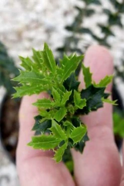 Party Princess 'Kaori Hime' Fragrant Tea Olive - 1 Gallon Pot -Green Haven Sales osmanthus kaori hime party princess tea olive 2