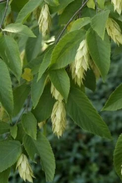 American Hop Hornbeam (Ostrya Virginiana) - 3 Gallon Pot -Green Haven Sales ostrya virginiana hophornbeam tree 6