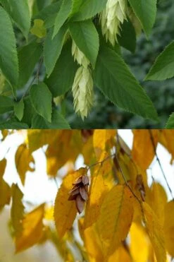 American Hop Hornbeam (Ostrya Virginiana) - 3 Gallon Pot -Green Haven Sales ostrya virginiana hophornbeam tree 7