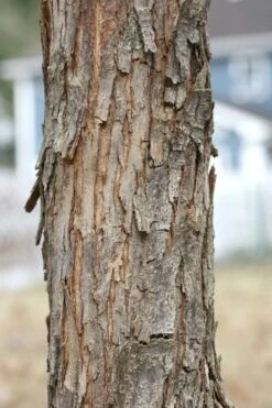 American Hop Hornbeam (Ostrya Virginiana) - 3 Gallon Pot -Green Haven Sales ostrya virginiana hophornbeam tree 8