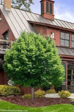 American Hop Hornbeam (Ostrya Virginiana) - 3 Gallon Pot -Green Haven Sales ostrya virginiana hophornbeam tree 9