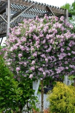 Palibin Lilac Tree (Single Trunk) - 7 Gallon Pot (5-6')