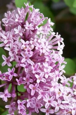 Palibin Lilac Tree (Single Trunk) - 7 Gallon Pot (5-6') -Green Haven Sales palibin lilac tree 2
