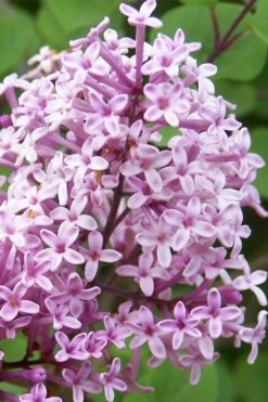 Palibin Lilac Tree (Single Trunk) - 7 Gallon Pot (5-6') -Green Haven Sales palibin lilac tree 3