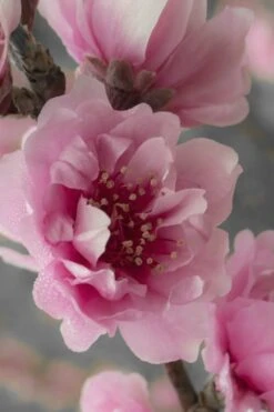 Corinthian Flowering Peach Tree - 2 Gallon Pot (3-4') -Green Haven Sales peach corinthian 24