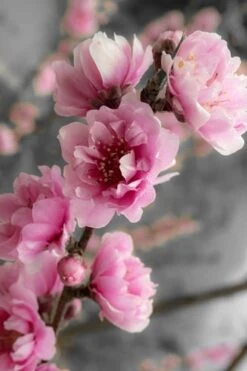 Corinthian Flowering Peach Tree - 2 Gallon Pot (3-4') -Green Haven Sales peach corinthian 2 thumbnail