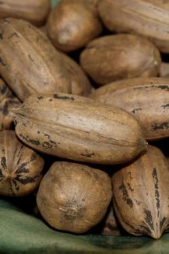 Cherryle Pecan Tree - 5 Gallon Pot