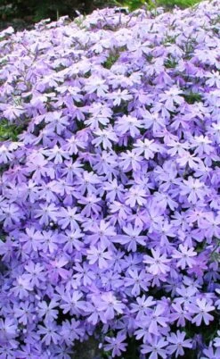 Blue Creeping Phlox - 18 Pack Of Pint Pots -Green Haven Sales phlox subulata blue creeping 1