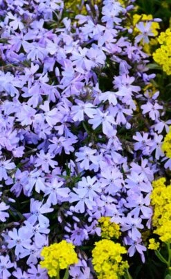 Blue Creeping Phlox - 18 Pack Of Pint Pots -Green Haven Sales phlox subulata blue creeping 2