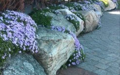 Blue Creeping Phlox - 18 Pack Of Pint Pots -Green Haven Sales phlox subulata blue creeping 4
