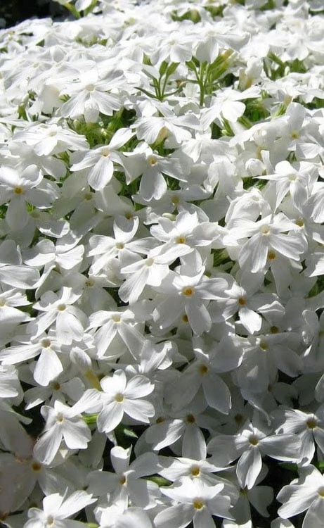 White Creeping Phlox - 1 Gallon Pot 1 White Creeping Phlox - 1 Gallon Pot