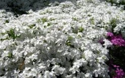 White Creeping Phlox - 1 Gallon Pot 7 White Creeping Phlox - 1 Gallon Pot -Green Haven Sales phlox subulata white 2