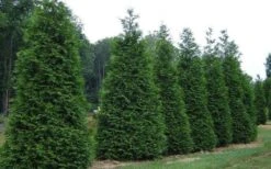 Green Giant Arborvitae - 7 Gallon Pot (3-4') -Green Haven Sales picture arborvitae green giant 2