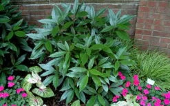 Sawtoothed Aucuba Serratifolia - 1 Gallon Pot -Green Haven Sales picture aucuba sawtoothed