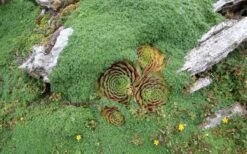 Elfin Creeping Thyme - Thymus Serpyllum Elfin - 18 Pack Of 3.5" Pint Pots 11 Elfin Creeping Thyme - Thymus Serpyllum Elfin - 18 Pack Of 3.5" Pint Pots -Green Haven Sales picture creeping thyme elfin 4