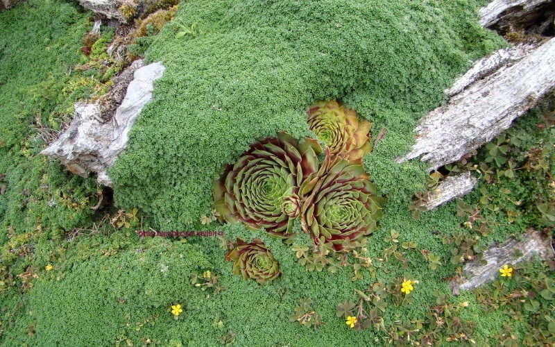 Elfin Creeping Thyme - Thymus Serpyllum Elfin - 18 Pack Of 3.5" Pint Pots 5 Elfin Creeping Thyme - Thymus Serpyllum Elfin - 18 Pack Of 3.5" Pint Pots - Image 5