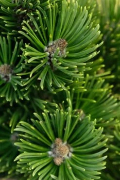 Sherwood Compact Mugo Pine Single Trunk Topiary Tree - 2 Gallon Pot 6 Sherwood Compact Mugo Pine Single Trunk Topiary Tree - 2 Gallon Pot -Green Haven Sales pinus mugo sherwood compact mountain pine 1