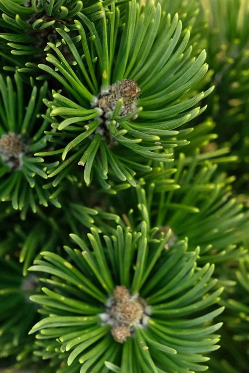 Sherwood Compact Mugo Pine Single Trunk Topiary Tree - 2 Gallon Pot 3 Sherwood Compact Mugo Pine Single Trunk Topiary Tree - 2 Gallon Pot - Image 3