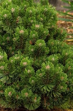 Sherwood Compact Mugo Pine Single Trunk Topiary Tree - 2 Gallon Pot 7 Sherwood Compact Mugo Pine Single Trunk Topiary Tree - 2 Gallon Pot -Green Haven Sales pinus mugo sherwood compact mountain pine 2