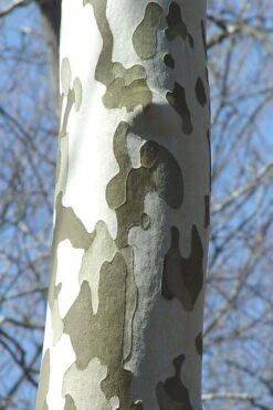 American Sycamore Tree - 3 Pack Of 1.5 Quart Pots -Green Haven Sales platanus occidentalis american sycamore tree 1