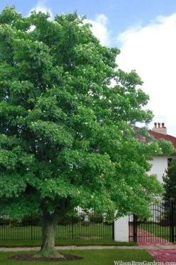 American Sycamore Tree - 3 Pack Of 1.5 Quart Pots -Green Haven Sales platanus occidentalis american sycamore tree 4