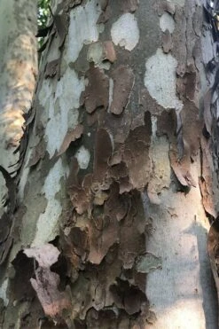 American Sycamore Tree - 3 Pack Of 1.5 Quart Pots -Green Haven Sales platanus occidentalis american sycamore tree 6