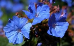 Hardy Blue Plumbago (Ceratostigma Plumbaginoides) - 1 Gallon Pot -Green Haven Sales plumbago hardy blue perennial