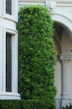 Podocarpus Macrophyllus Upright Yew - 7 Gallon Pot (4-5') -Green Haven Sales podocarpus macrophyllus upright yew 104