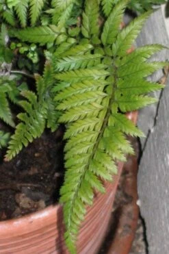 Korean Rock Fern - 6 Pack Of 1 Gallon Pots -Green Haven Sales polystichum tsus simense korean rock fern 1