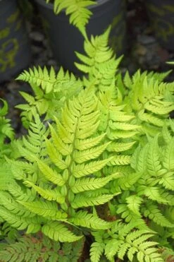 Korean Rock Fern - 6 Pack Of 1 Gallon Pots -Green Haven Sales polystichum tsus simense korean rock fern 4