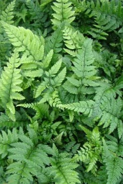 Korean Rock Fern - 6 Pack Of 1 Gallon Pots -Green Haven Sales polystichum tsus simense korean rock fern 5