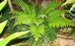 Korean Rock Fern - 6 Pack Of 1 Gallon Pots -Green Haven Sales polystichum tsus simense korean rock fern 6