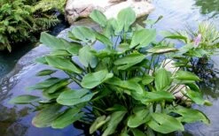 Heartleaf Purple Pickerel Weed (Pontaderia Cordata) - 8 Pack Of 1 Gallon Pot -Green Haven Sales pontederia cordata pickerel weed 3