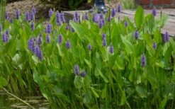 Heartleaf Purple Pickerel Weed (Pontaderia Cordata) - 6 Pack Of 1 Gallon Pot -Green Haven Sales pontederia cordata pickerel weed 4 1