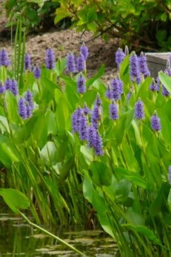 Heartleaf Purple Pickerel Weed (Pontaderia Cordata) - 6 Pack Of 1 Gallon Pot -Green Haven Sales pontederia cordata pickerel weed 5 1