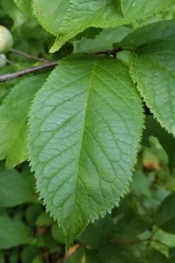 American Wild Plum Tree (Prunus Americana) - 3 Gallon Pot 14 American Wild Plum Tree (Prunus Americana) - 3 Gallon Pot -Green Haven Sales prunus americana american wild plum tree 10