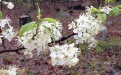 American Wild Plum Tree (Prunus Americana) - 3 Gallon Pot 15 American Wild Plum Tree (Prunus Americana) - 3 Gallon Pot -Green Haven Sales prunus americana american wild plum tree 11