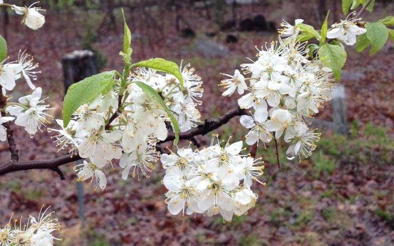 American Wild Plum Tree (Prunus Americana) - 3 Gallon Pot 8 American Wild Plum Tree (Prunus Americana) - 3 Gallon Pot - Image 8