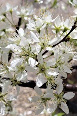American Wild Plum Tree (Prunus Americana) - 3 Gallon Pot 11 American Wild Plum Tree (Prunus Americana) - 3 Gallon Pot -Green Haven Sales prunus americana american wild plum tree 5