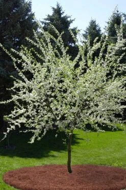 American Wild Plum Tree (Prunus Americana) - 3 Gallon Pot 13 American Wild Plum Tree (Prunus Americana) - 3 Gallon Pot -Green Haven Sales prunus americana american wild plum tree 9