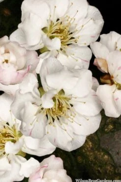 Fragrant Snow Japanese Flowering Apricot (Prunus Mume) - 3 Gallon Pot -Green Haven Sales prunus mume fragrant snow japanese flowering apricot 10