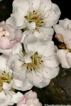 Fragrant Snow Japanese Flowering Apricot (Prunus Mume) - 3 Gallon Pot -Green Haven Sales prunus mume fragrant snow japanese flowering apricot 2