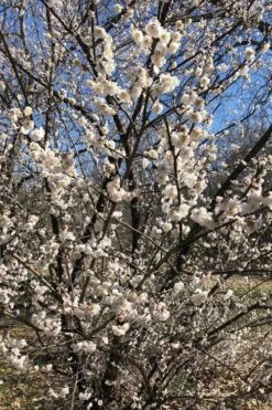 Fragrant Snow Japanese Flowering Apricot (Prunus Mume) - 3 Gallon Pot -Green Haven Sales prunus mume fragrant snow japanese flowering apricot 6