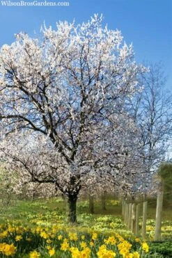 Fragrant Snow Japanese Flowering Apricot (Prunus Mume) - 3 Gallon Pot -Green Haven Sales prunus mume fragrant snow japanese flowering apricot 7