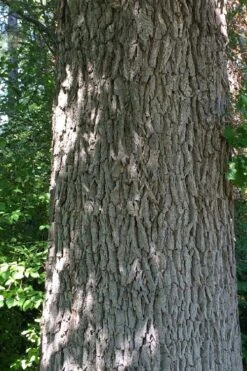 Mossycup Bur Oak Tree (Quercus Macrocarpa) - 3 Pack Of 1.5 Quart Pots -Green Haven Sales quercus macrocarpa bur oak 10