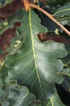 Mossycup Bur Oak Tree (Quercus Macrocarpa) - 3 Pack Of 1.5 Quart Pots -Green Haven Sales quercus macrocarpa bur oak 3