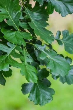 Mossycup Bur Oak Tree (Quercus Macrocarpa) - 3 Pack Of 1.5 Quart Pots -Green Haven Sales quercus macrocarpa bur oak 6