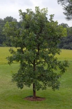 Mossycup Bur Oak Tree (Quercus Macrocarpa) - 3 Pack Of 1.5 Quart Pots -Green Haven Sales quercus macrocarpa bur oak 8